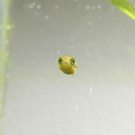 seacyborg's tweet photo. just found a bunch of stupid looking fish pictures. i'm really fond of this little guy. https://t.co/1wsoLDFRCM