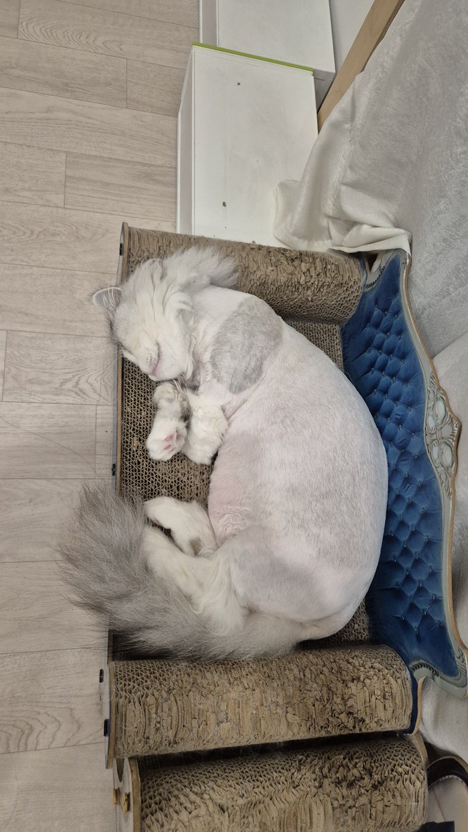 hongcha_mango's tweet photo. 우리애 살쪘다고 생각하지는 않았는데 뱃살 동그랗고, 살 접히는 모습 보니... 
최근 몸무게는 저번에 쟀을 때보다
0.3-0.4키로 빠진 몸무게지만 5키로는 넘으니까 먼치킨으로는 덩치도 있고  무게가 나가는 편이긴함.

살을 어떻게 빼지... 많이 먹는 애는 아니어서 활동성을 높여야 할 듯. https://t.co/YljIfjBwfr