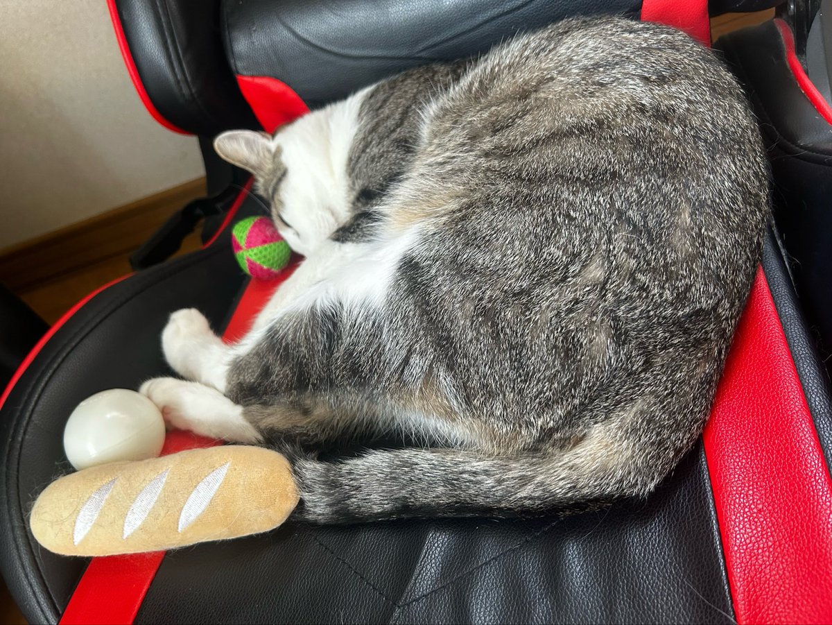 noTon0613's tweet photo. 寝てる猫の周りにおもちゃ置いといたらどうなるかなと試したらすぐ起きて寝ぼけながら遊び出した

そしてまた寝た https://t.co/fZgR9komzk