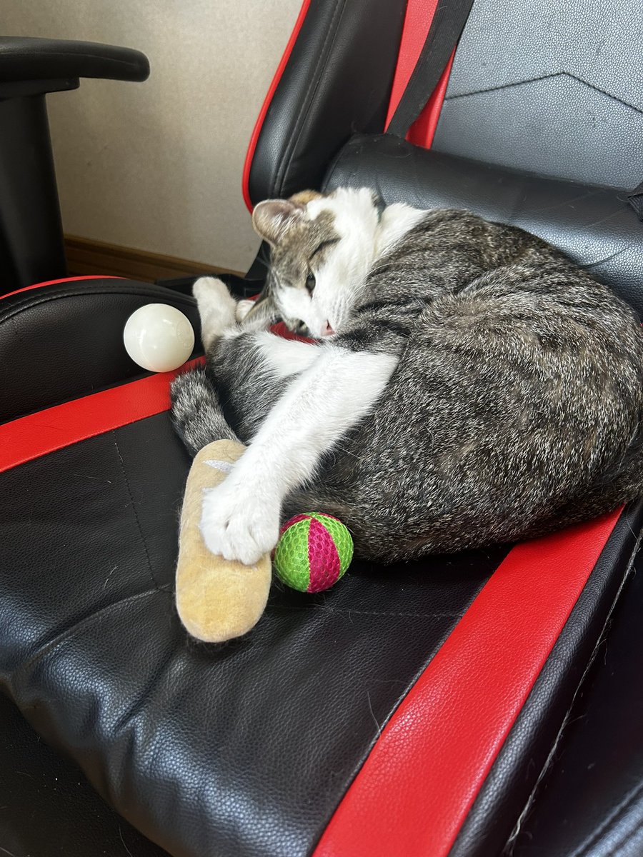 noTon0613's tweet photo. 寝てる猫の周りにおもちゃ置いといたらどうなるかなと試したらすぐ起きて寝ぼけながら遊び出した

そしてまた寝た https://t.co/fZgR9komzk