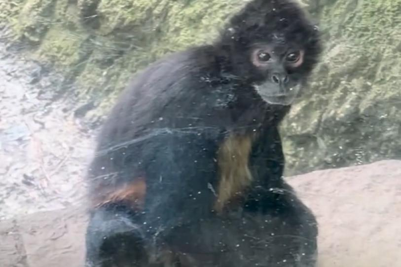 24_morelos's tweet photo. DENUNCIAN DETERIORO FÍSICO Y PSICOLÓGICO DE ANIMALES EN CHAPULTEPEC

La organización PETA Latino denunció presuntas condiciones precarias en el Zoológico de Chapultepec, donde algunos animales presentarían signos de deterioro físico y psicológico, además de comportamientos considerados preocupantes.

Entre los casos señalados se encuentran un lobo gris mexicano que camina repetidamente en círculos, un mono que se golpea contra el vidrio y pingüinos expuestos a las condiciones climáticas de la Ciudad de México.

La organización también cuestionó el espacio disponible para serpientes, bisontes y otros ejemplares, así como el ruido constante al que estarían expuestos algunos animales.

PETA Latino solicitó una evaluación independiente y exhaustiva de los ejemplares que presentan signos de deterioro, además de mejoras en sus hábitats y atención veterinaria.