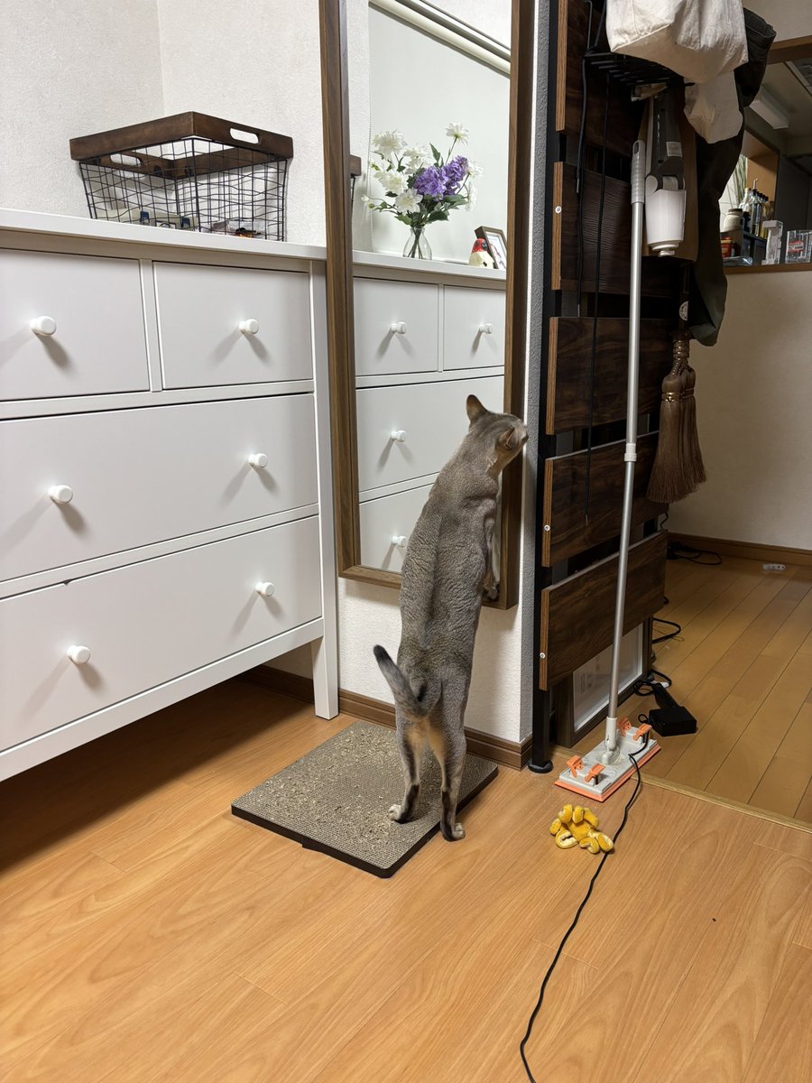 mozu_catnip's tweet photo. 「誰…」「ねぇ誰…」「裏側にいる…？」
鏡を設置したら鏡に映る自分を探しだしたメメ氏。

#猫のいる暮らし
#猫好きさんと繋がりたい https://t.co/TTxR0s9Oyo