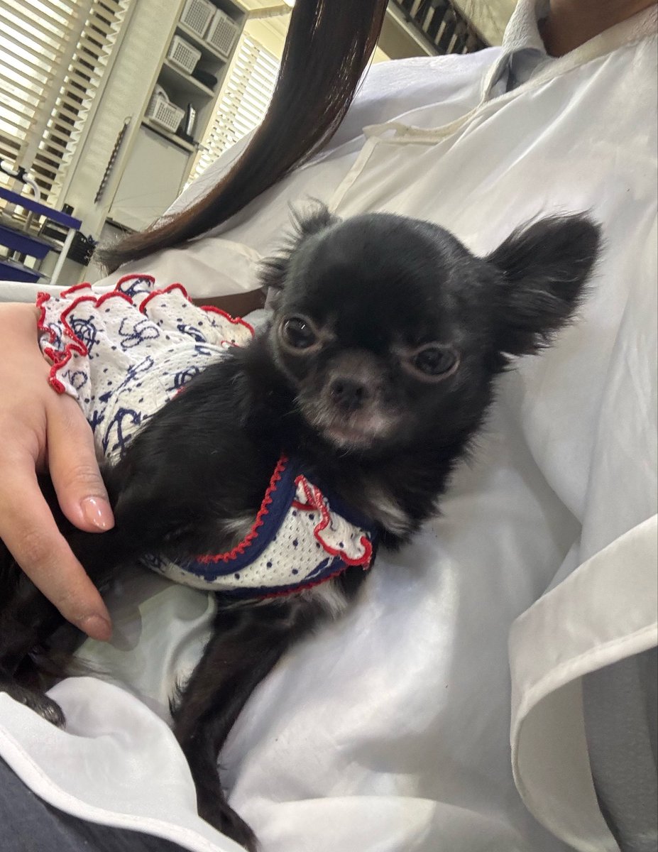 sui_rbcl's tweet photo. 美容室行ったらまさかのワンちゃん抱っこしますか？って言われてこれ🐶笑
かわいすぎる〜😵‍💫🩷
この後16時半〜めいきゅーとさんにてオフ会です！ドリンクの持ち込みなども自由だから買ってきて大丈夫だよ🍻
たくさん待ってます🎀🪄

オフ会📍〒101-0021 東京都千代田区外神田１丁目１０−２ ここかよビル 1階