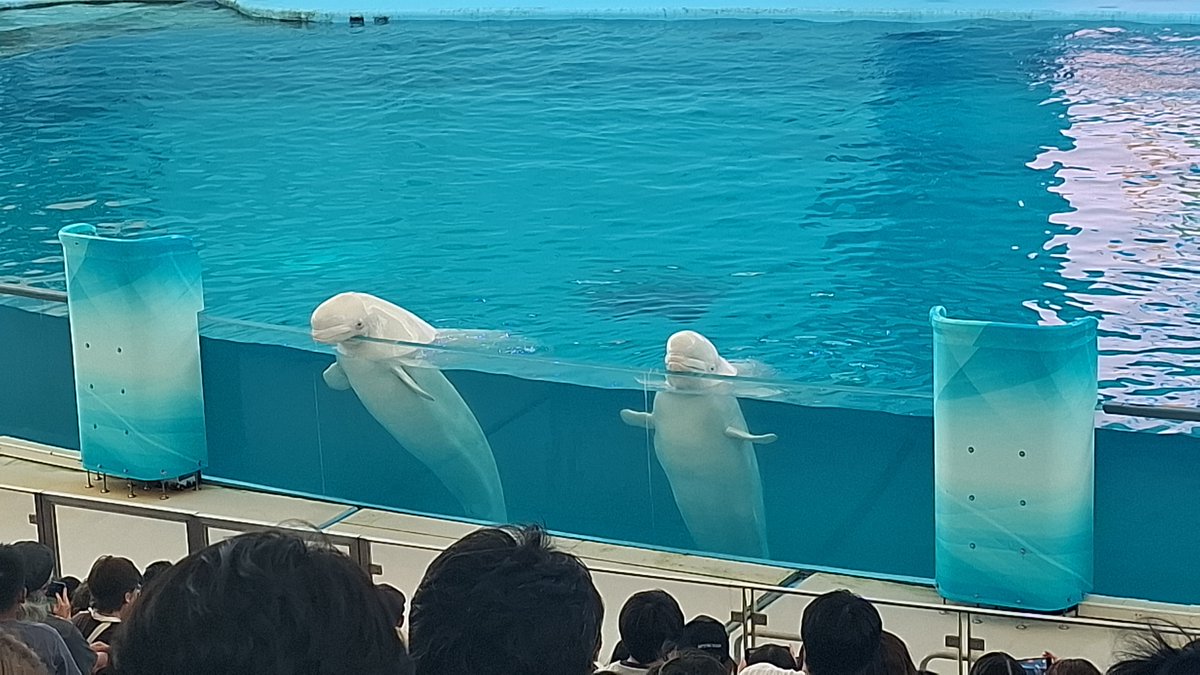 Batio896's tweet photo. 横浜楽しかったどす
最後の写真は自己満ですね https://t.co/rsfgpyhWBV