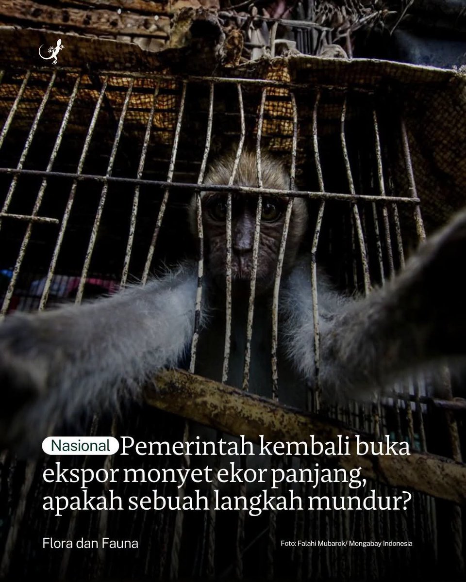 danskuss's tweet photo. Nah mumpung ada yang blow up kasus ini.

Skalian aja kita maen konspirasi-konspirasi an yekann wkwk 😋😋😋😋

1. Populasi dan ekosistem Monyet Ekor Panjang ini di Lampung.

Kemarin Lampung menjadi salah 1 wilayah yang terdampak DIBAKAR! 🔥

2. Indonesia lagi temenan akrab banget sama Donal Bebek sialan itu.

Nah salah 1 tujuan ekspor ini?
Ya tentu saja USA.

3. Indonesia lagi hutang banyak, dan LAGI MAU NGUTANG LAGI!

Tau gak harga Monyet ini? 
3.000-4.000 DOLLAR AMERIKA!
sekitar 53-71 JUTA RUPIAH

yang diekspor? HAMPIR 2.000 EKOR!

HOLY MOLLY! 😳😲😯

4. Padahal menurut pakar dari IPB menilai ekspor ini dapat merusak reputasi diplomasi lingkungan Indonesia karena dunia internasional saat ini sedang bergeser ke arah metode riset modern tanpa melibatkan hewan coba (non-animal testing).

Artinyaa apaa? Penelitian ini udah bisa dilakukan tanpa melibatkan atau memakai hewan! 😤

ini belom masalah legalitas, penangkaran dan transportasinyaa yang sangat SUS~ 🙂‍↔️😔

BRAVO PEMRENTAH! 👏👏👏👏

Another Achievement! 👏👏👏👏

Source:
Detik
Mongabay