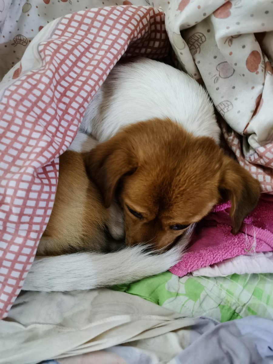 EloiseFreemb's tweet photo. Perro calentito dormido al lado de mi café matutino — la compaía que hace que los días sean perfectos https://t.co/64jIsBX05K