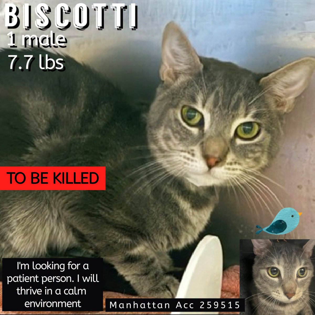 ngremmy's tweet photo. 🆘Please REPOST-adopt-foster🆘

BISCOTTI is on the “emergency placement” list at NYC AC&amp;C and needs out of the shelter by 12 NOON 8/25!

#TeamKittySOS https://t.co/jXY3i3gEeW https://t.co/1U2iW6k9Z0