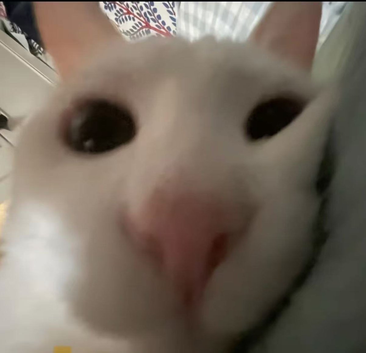 nunixkig's tweet photo. 可是这就是我呀，一个正在躺着刷推的小猫咪 https://t.co/3zjdJDgpgT
