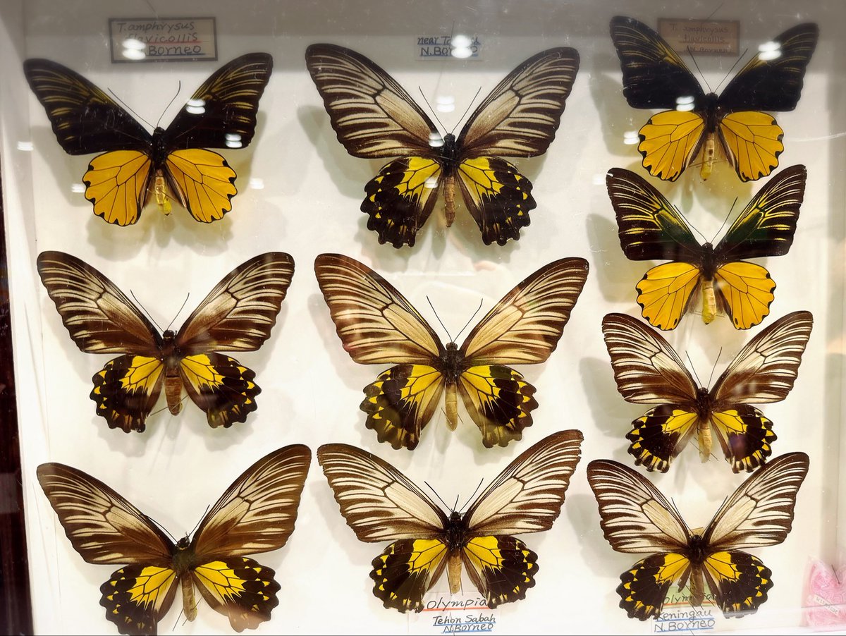 sibuki47's tweet photo. 大昆虫展行ってきました🦋 https://t.co/hE4lVsXaru