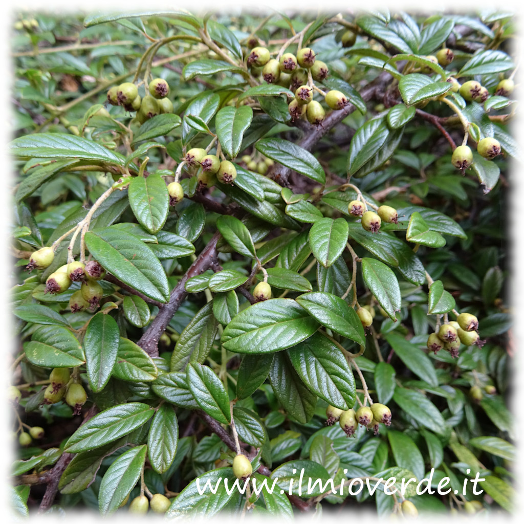 ilmioverde's tweet photo. Cotoneaster spp
https://t.co/P2y6rvjRH1
#ilmioverde #cotoneaster https://t.co/INMuZ02K7R
