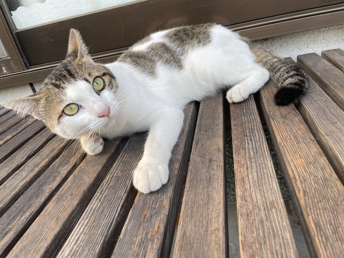 Metalfishjp's tweet photo. Day 64: He’s confident with his paws.
#dailycat #straycat #catsofttwitter #catlife
#福岡猫 #猫のいる暮らし https://t.co/aGEkrPkw9C