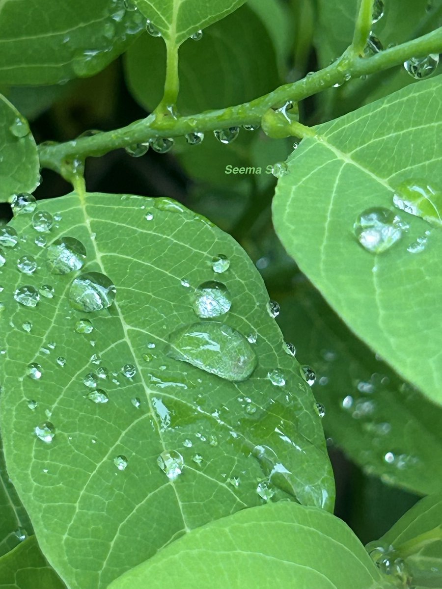 SeemaSh46712468's tweet photo. A whisper of green💚☘️
Each #droplets have catch another frame …smiles at you.
Have blessed week ahead 🙌🏻😍🌳❤️
#theme_pic_India_droplets
#theme_pic_India_reflection
#Sऊवाच😍 #Sclick #ThePhotoHour https://t.co/Biyzjq3i6U