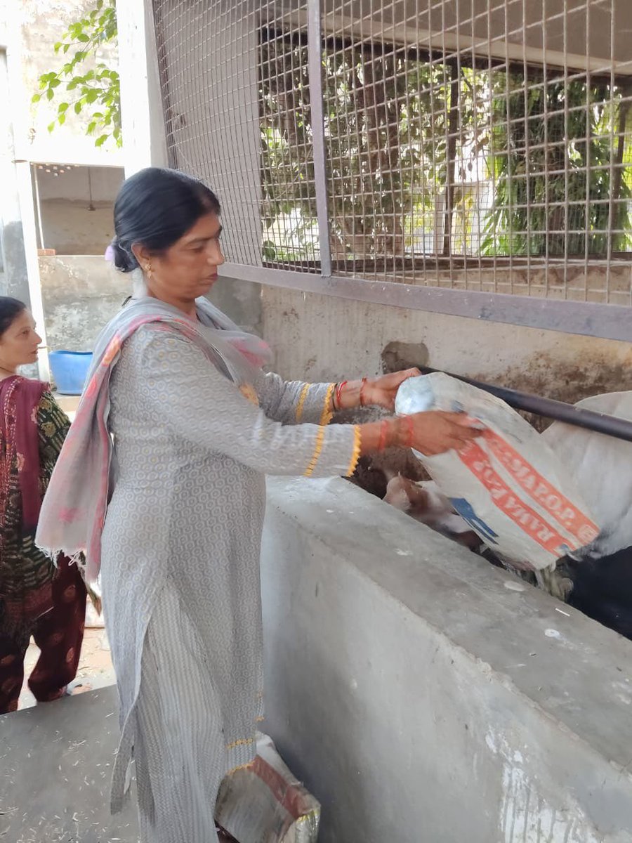 GreenSwelfares's tweet photo. "अपनों की याद में किया गया नेक कार्य, उनकी स्मृतियों को हमेशा जीवित रखता है।" 
अपने दादाजी की बरसी पर रामपुरा फूल (पंजाब) के एक परिवार ने उनकी याद को मानवता और जीव-दया से जोड़ा। परिवार ने गौशाला में बेसहारा पशुओं के लिए चारे की व्यवस्था की। संत डॉ. गुरमीत राम रहीम सिंह जी इन्सां की पावन शिक्षाओं से प्रेरित यह सेवा भाव अपने प्रियजन को श्रद्धांजलि देने का एक सुंदर और प्रेरणादायक तरीका है। 

#animalwelfare #गौसेवा #HumanityFirst #AnimalCare #RampuraPhul