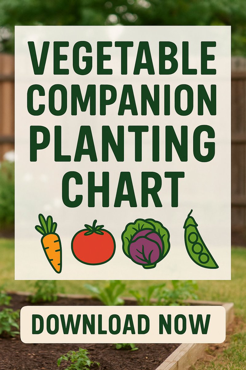 Dian_Farmer_'s tweet photo. 🌱 Some veggies are better roommates than others. This chart makes companion planting simple - and your garden more productive.
👉 https://t.co/o4MxZwr6cv
#CompanionPlanting #GardenSuccess #VegetablePairing #GardenChart #GrowTogether https://t.co/RSr4R0U2V4