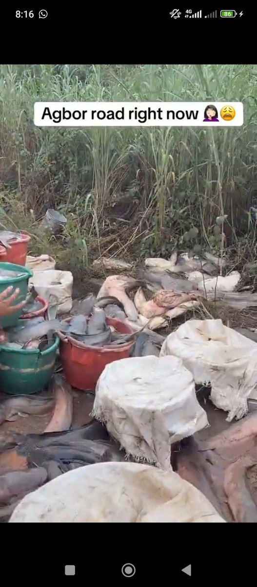 HarmlessHQ's tweet photo. This updates coming from the Benin-Agbor gridlock is becoming very disturbing.

Travelers have spent 4 days in this gridlock.
Business people have lost millions because of damages to perishable goods.
People are starving.
No bathing for 4 days now. 

Of course, let's build a coastal road and abandon other important infrastructures.