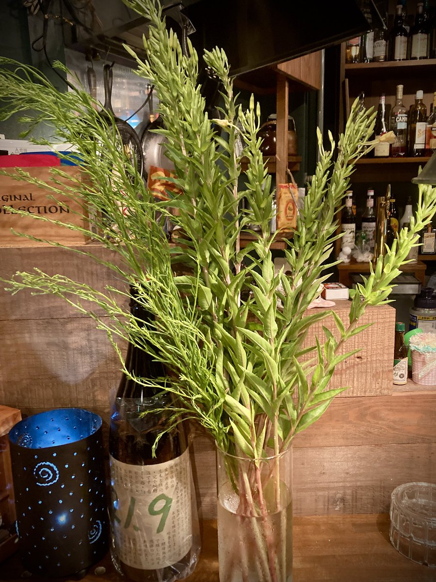 CanesGen's tweet photo. 今週の雑草花瓶は、「メマツヨイグサ」です。セイタカアワダチソウだと思ってたら、先週から咲き始めた黄色い花が違う。調べてみたら月見草（オオマツヨイグサ）の仲間で、花や蕾、葉から根まで全て食用。免疫力と代謝を促進、糖尿病や咳止めにも効果があるという薬草でした。もちろん食べてみましたよ https://t.co/6xmBo1H9DN