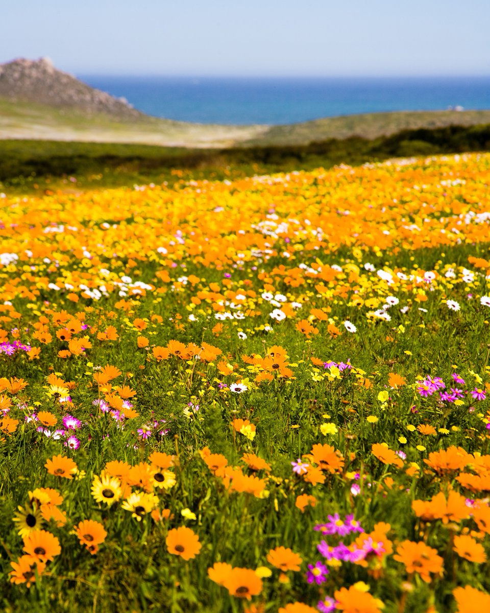 southafricauk's tweet photo. It's that time again where some of South Africa's deserts bloom into a floral masterpiece. 🌼

Every year, Namaqualand and the West Coast transform into a sea of wildflowers, with colourful carpets stretching across the landscape in one of country's most magical displays. 🇿🇦 https://t.co/d13ZizN7Wp