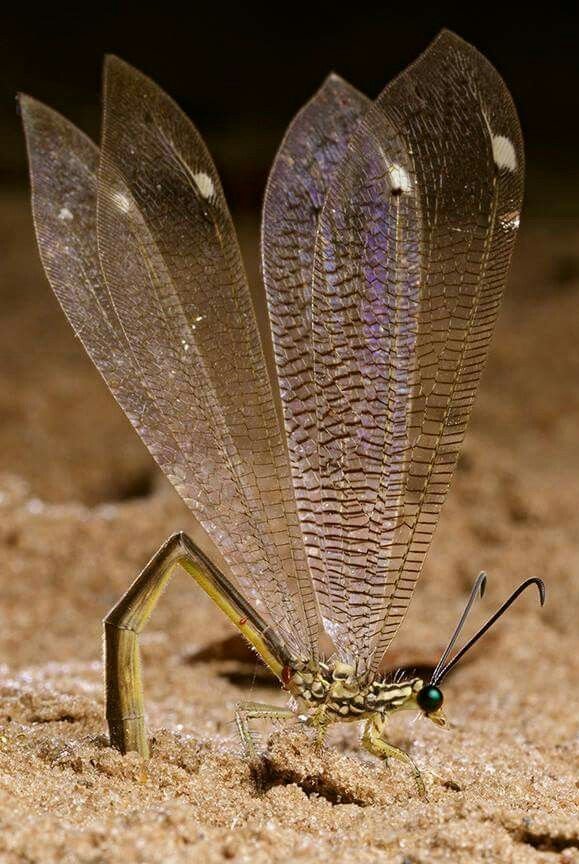 natural77384672's tweet photo. Female antlion depositing eggs into the sand with her curved tip https://t.co/ewIhRrGCQw