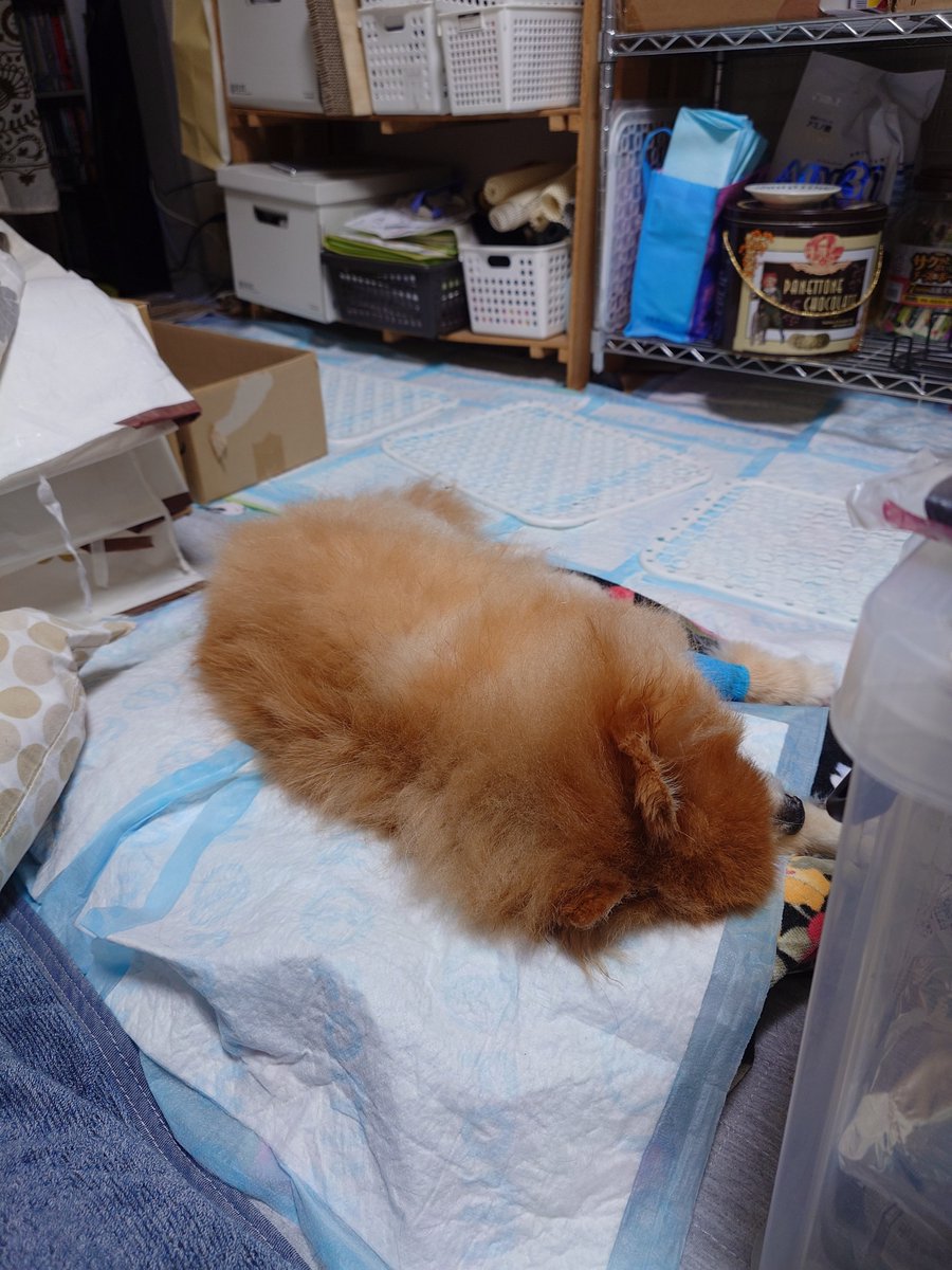 animals40868922's tweet photo. 夕方からまたこの姿勢になって、ずっとはあはあ言いよる。目は虚ろで舌先がでたまま。
いよいよ、なんかもしれん。
やけどもう「頑張れ」は言わんよ。 https://t.co/dJmqREqQ55
