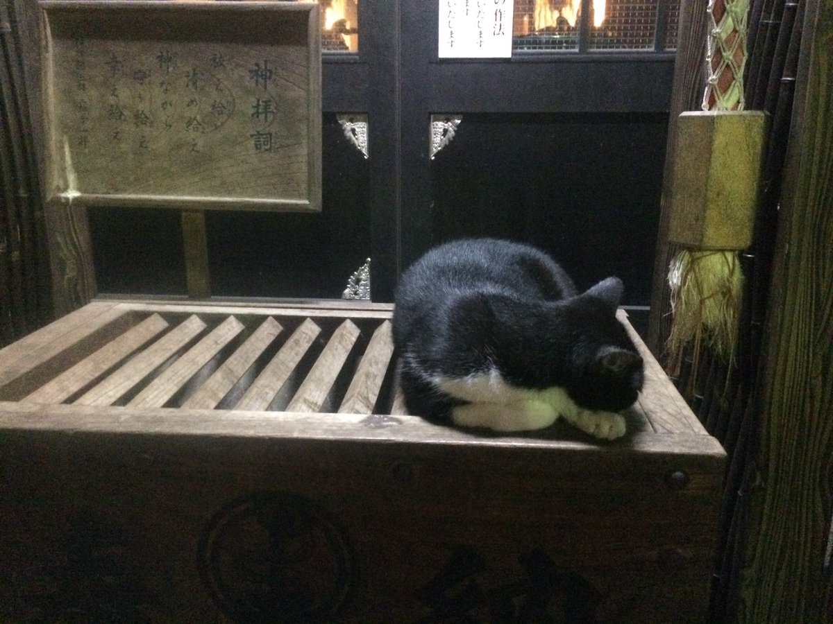 NOMU26's tweet photo. @nenetokaka 池袋水天宮のお賽銭箱にも猫様の寝てます
(近づいてもの〜んびり) https://t.co/VN0b0LlZJ0