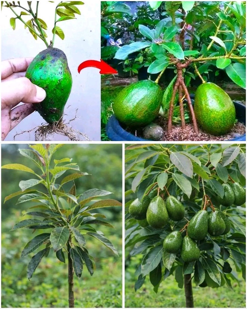 Emma_RW1's tweet photo. How to Grow an Avocado Tree in a Pot and Get Fruit in Just 6 Months!🥑🥑 https://t.co/B4QWLqjYi6