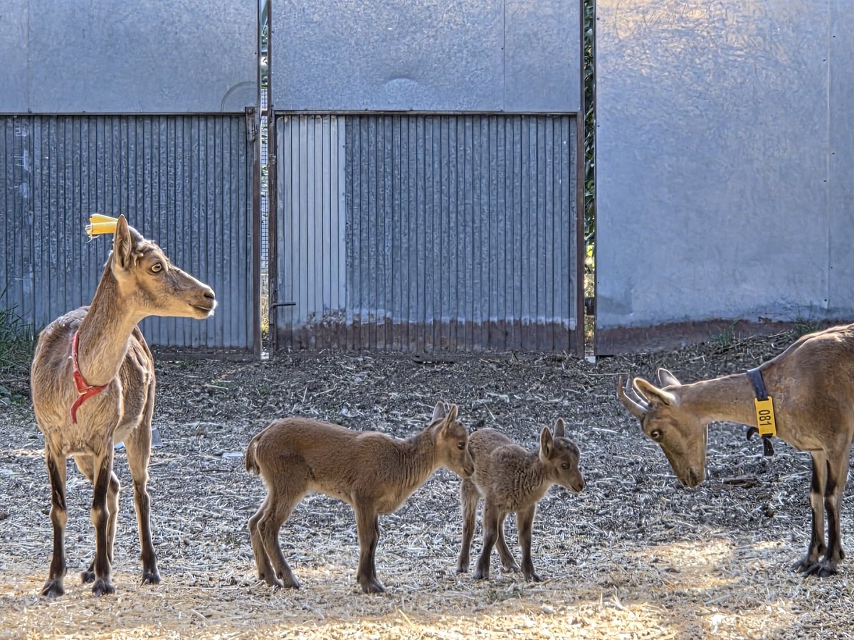 cobcm's tweet photo. #Conservación | Nacen las primeras cabras monteses del mundo por fecundación in vitro, gracias a un equipo del @INIA_es. Una técnica con enorme potencial para la conservación de ungulados amenazados. Vía @CSIC 
#COBCM #divulgación
https://t.co/bwr4BE3KN8 https://t.co/p65XEZHWun