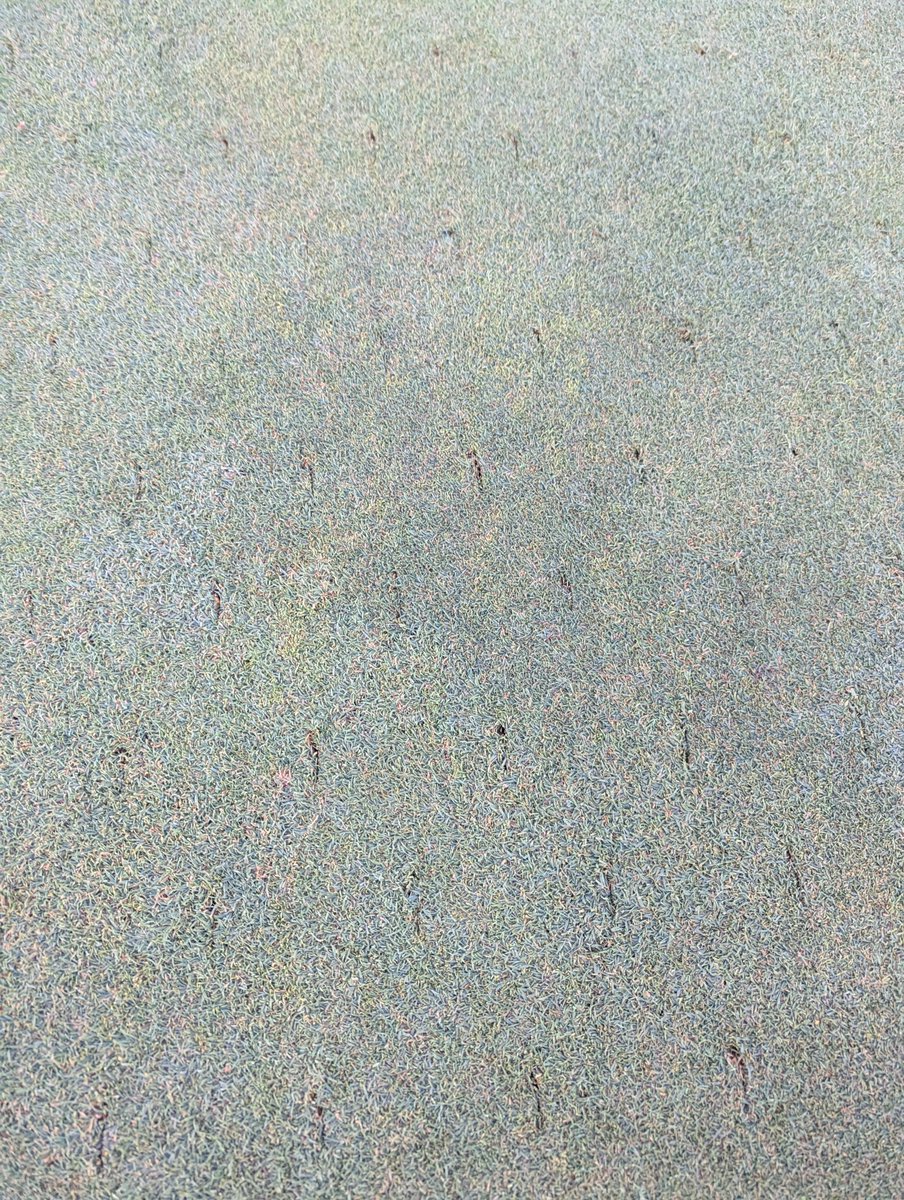 charliefultz40's tweet photo. 56 and it feels so good! Like most everyone else in the Transition Zone, time for topdressing and holes! PlanetAir 1/8" slicers followed by top dressing and then 3/8" solid quad tolines. #ahhhhh https://t.co/fl31I7ZyeD