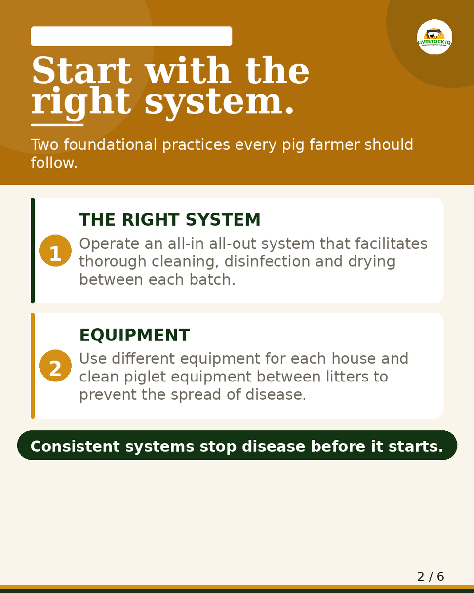 livestockiqapp's tweet photo. A healthy farrowing environment doesn't happen by chance. 
Save this post and share it with a fellow pig farmer who needs it. 
#PigFarming #Farrowing #LivestockIQ #PigletHealth https://t.co/E4f6CXaiT2
