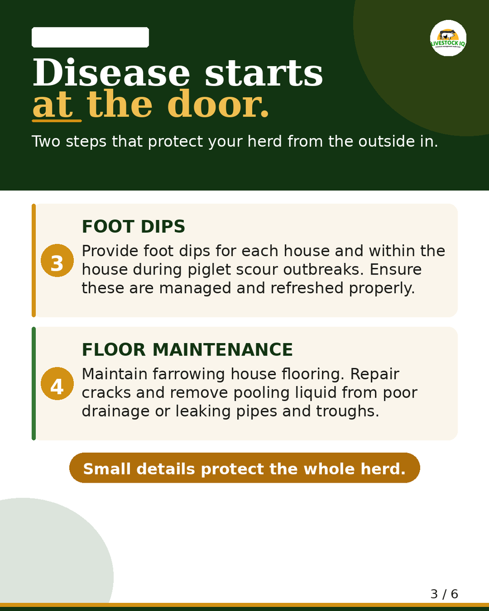 livestockiqapp's tweet photo. A healthy farrowing environment doesn't happen by chance. 
Save this post and share it with a fellow pig farmer who needs it. 
#PigFarming #Farrowing #LivestockIQ #PigletHealth https://t.co/E4f6CXaiT2