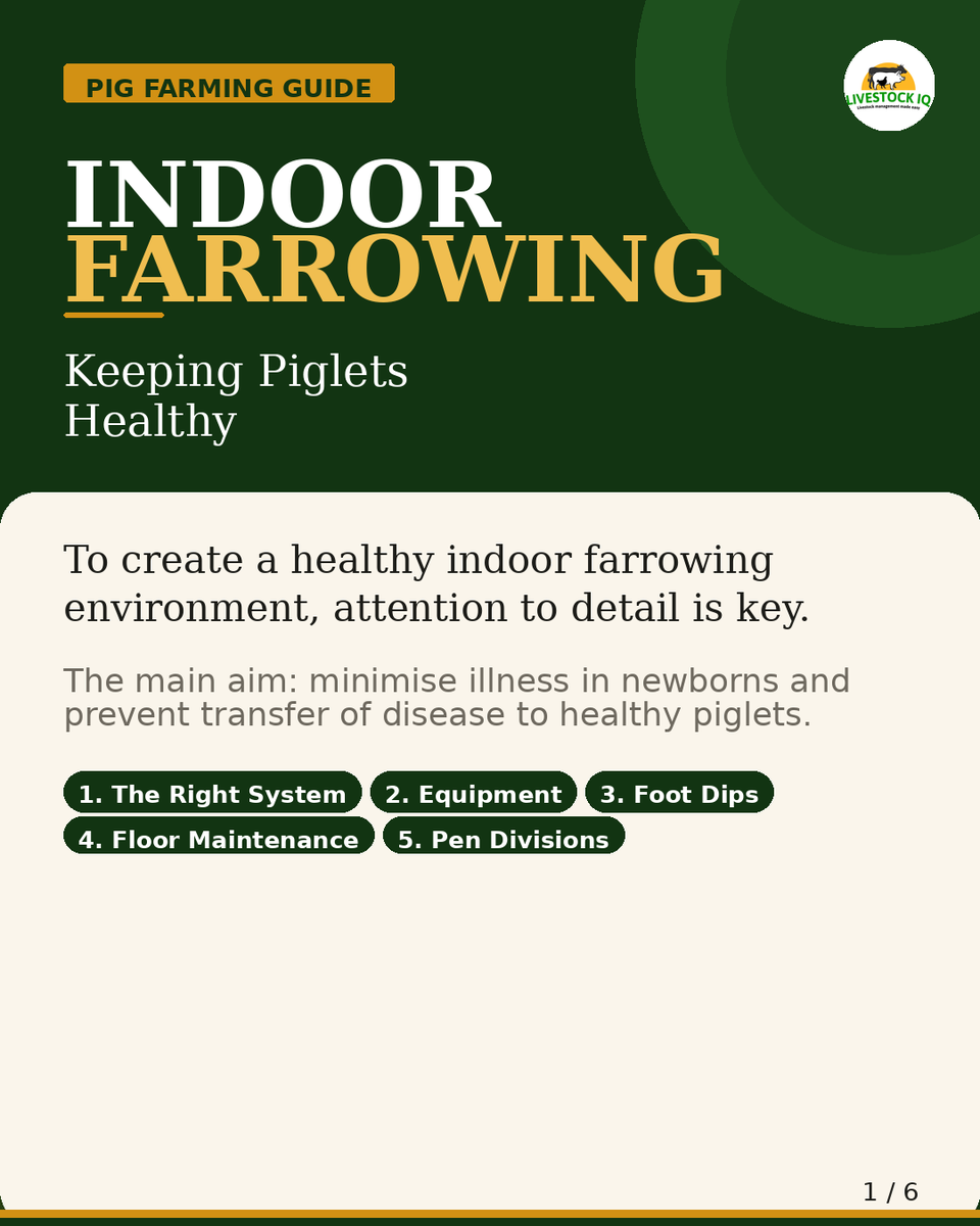 livestockiqapp's tweet photo. A healthy farrowing environment doesn't happen by chance. 
Save this post and share it with a fellow pig farmer who needs it. 
#PigFarming #Farrowing #LivestockIQ #PigletHealth https://t.co/E4f6CXaiT2