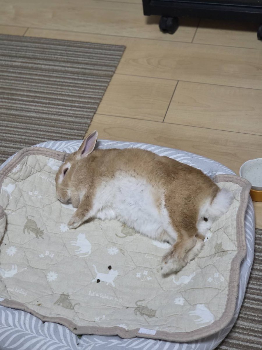 con_usa0125's tweet photo. 今日のうさぎ
#うさぎ https://t.co/NCNaOA8W03