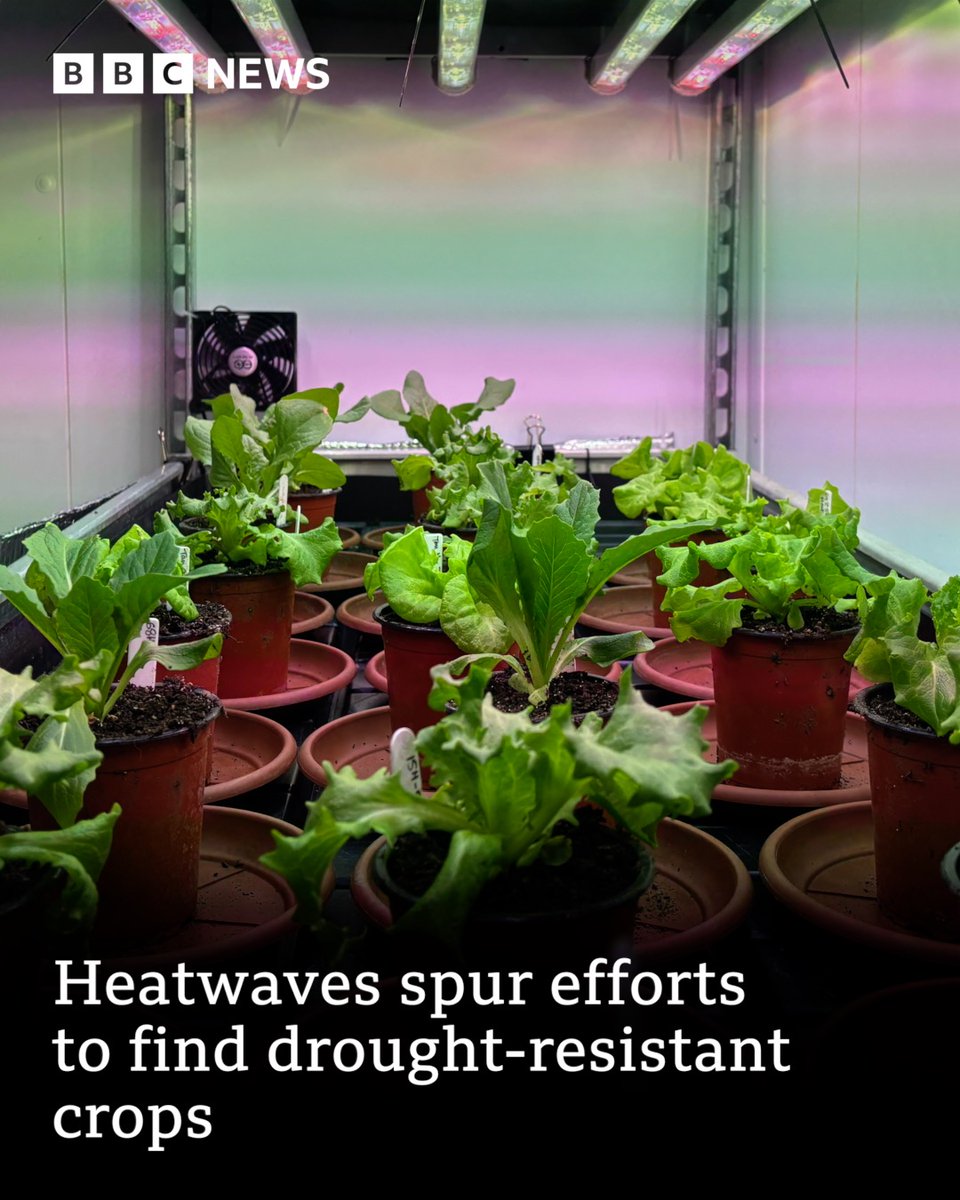 BBCShropshire's tweet photo. 🌱 "We are growing crops in the most challenging conditions for generations."

READ MORE:
👉 https://t.co/HxXJUv5QvZ https://t.co/Ja1XZOBrfV