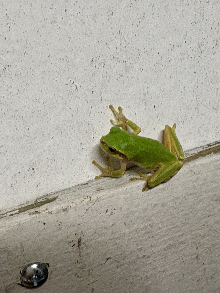 Temp4294967295's tweet photo. 🐸 https://t.co/UewA0oVchN