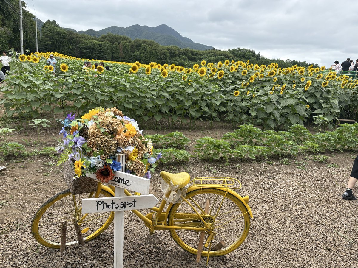 euphph6's tweet photo. もう数週間前だけど。ひまわり畑🌻めっちゃよかった〜♪ https://t.co/y3CEtXLtFW