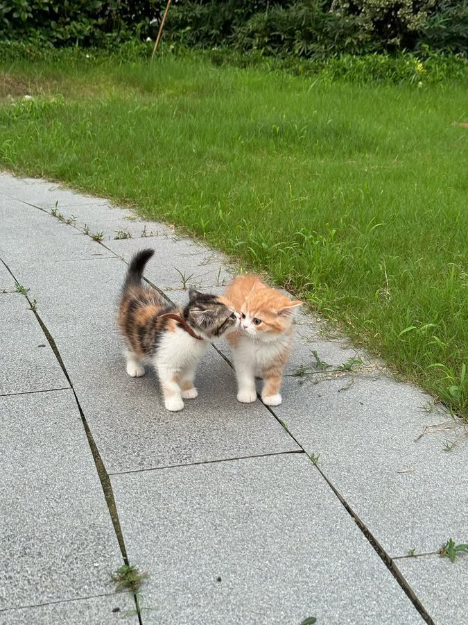 Catsworldtweet's tweet photo. https://t.co/4WIyC22fdt