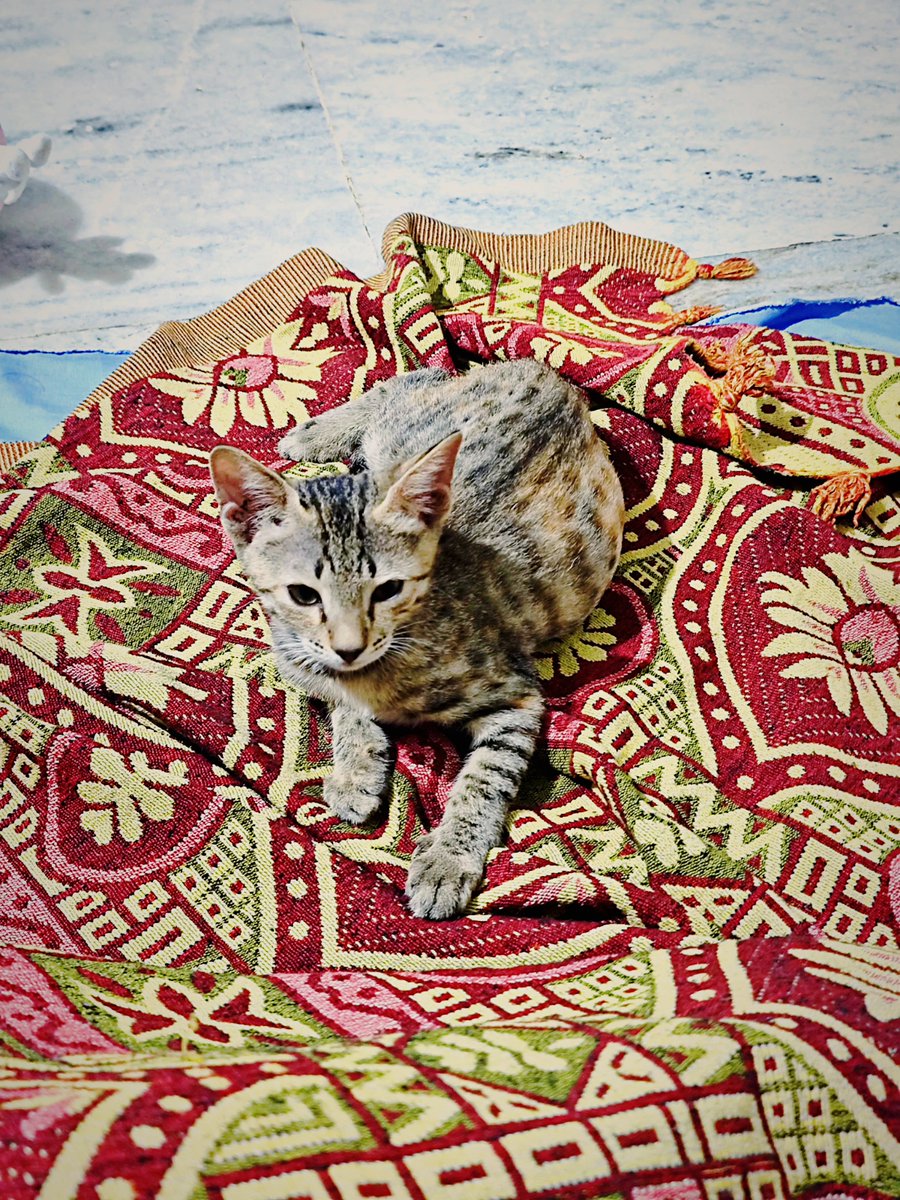 Marathisoul45's tweet photo. Cat Twitter
#manimau 🐱🐈💖 https://t.co/K1sk6OODoD