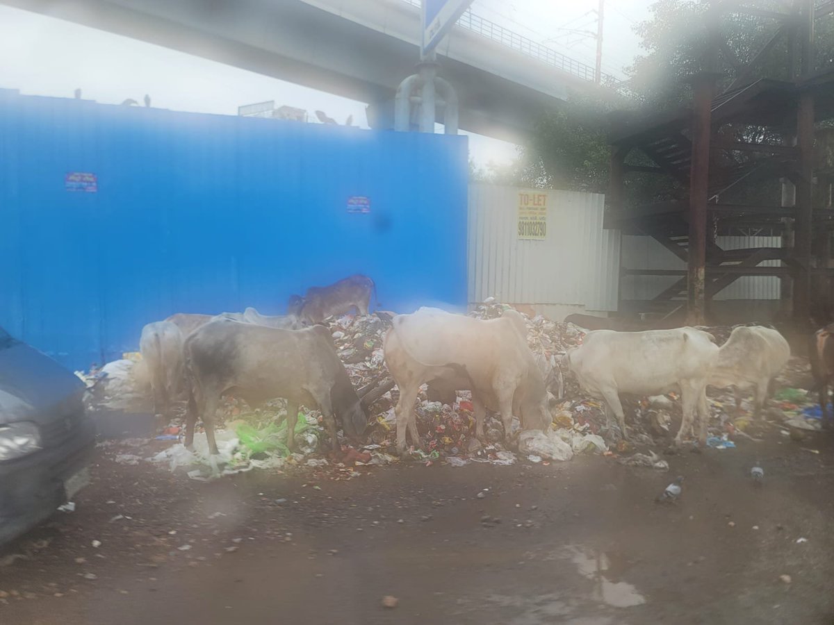 mathildera11223's tweet photo. Guru dronasharya - sikanderpur MG road. Pillar 48. Today. 4:41 pm. Holy cows are having a plastic feast thanks to @MunCorpGurugram . #gurgaon @CPCB_OFFICIAL @GauriSarin @khushisinghal @HTGurgaon https://t.co/Br3nQ8TCV7