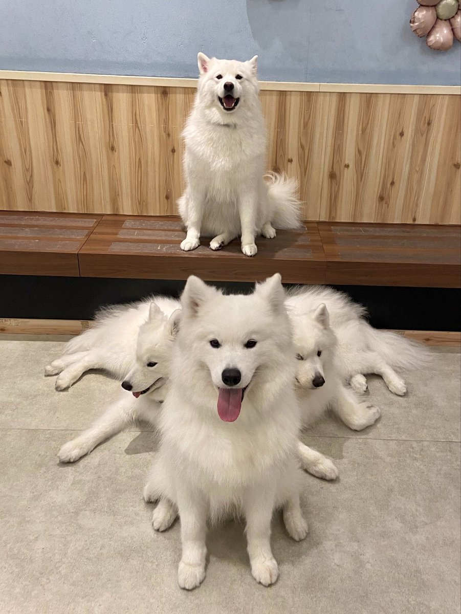 samoyed_cafe's tweet photo. 線対称的サモエドフォーメーション https://t.co/7TSg8FQPS5