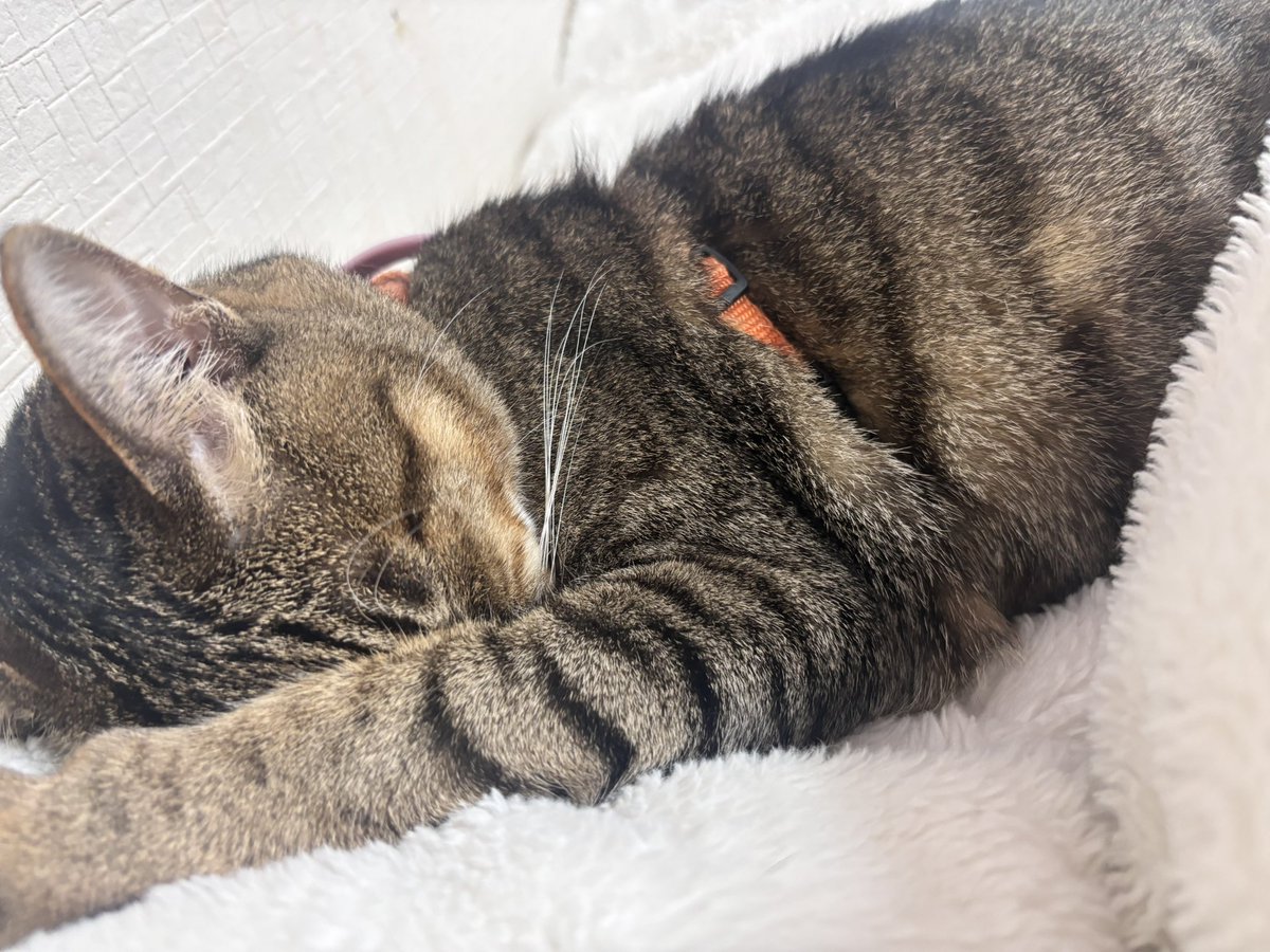 mutou_runa's tweet photo. こんちょきわ🐈‍⬛ https://t.co/dnLVH2AKDY