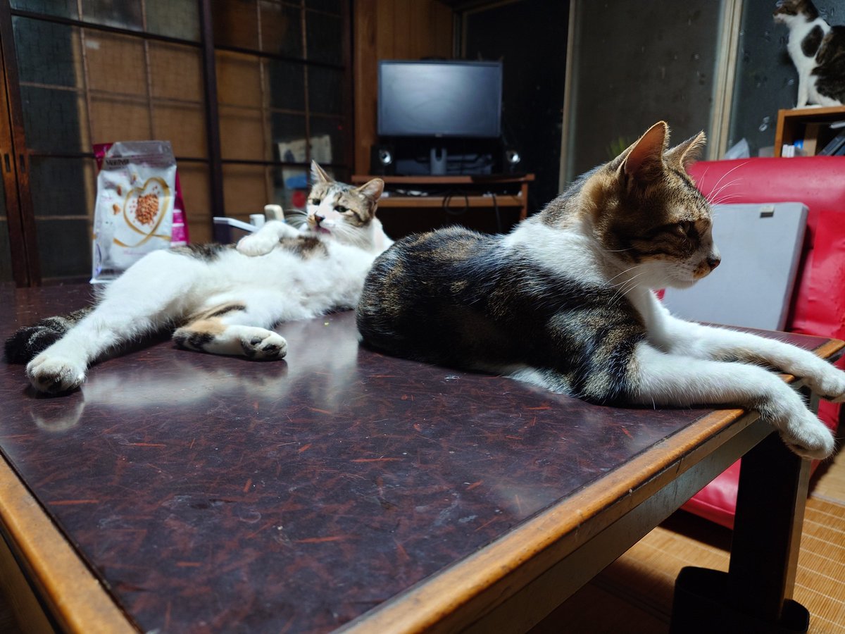 axelay13's tweet photo. 仲良し兄弟😺 https://t.co/pAMzHmksCc