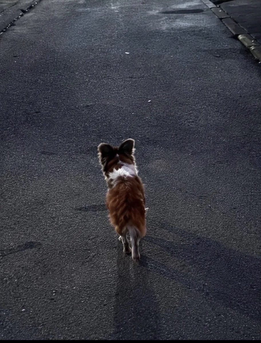 wanwangoddog's tweet photo. 旺旺は生まれて間もない子犬達と暮らしていた
以前産んだ子の一匹「来福」は別の場所で暮らしていたが、旺旺は来福にも会いに行っていた
そして自分の暮らす場所へ戻り子犬達を育てていた
自分もまだ1歳と幼いながらも子犬を産み、育て、離れて暮らす子にも会いに行く、母親としての日常があった
#旺旺 https://t.co/GYHib9kijN