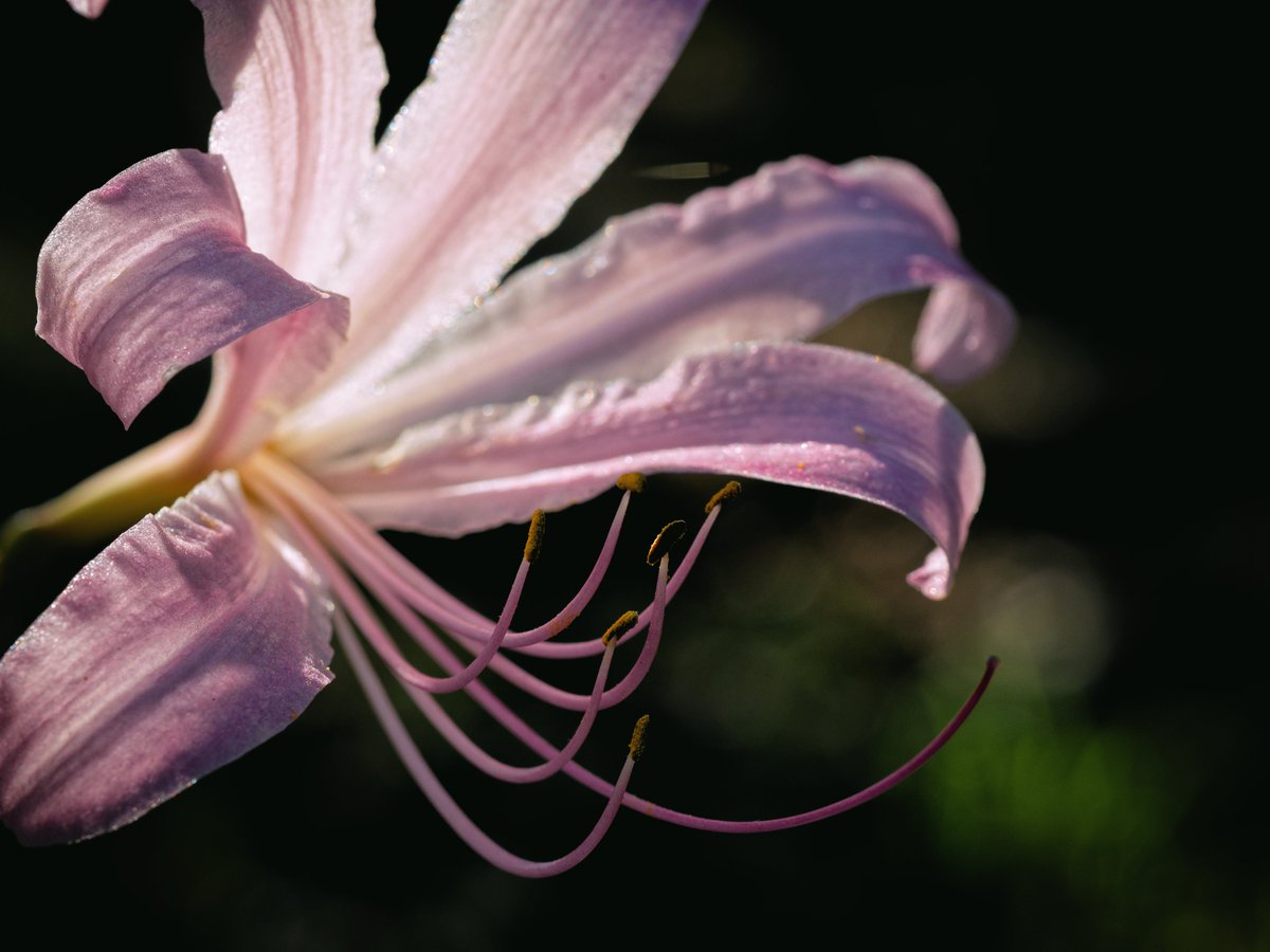 amayaki_yuuki's tweet photo. Glowing in the backlight.
Surprise lily.

OM-5 Mark II
M.ZUIKO DIGITAL ED 60mm F2.8 Macro

#OMSYSTEM
#microfourthirds
#Photography https://t.co/D3QR2LXh0X