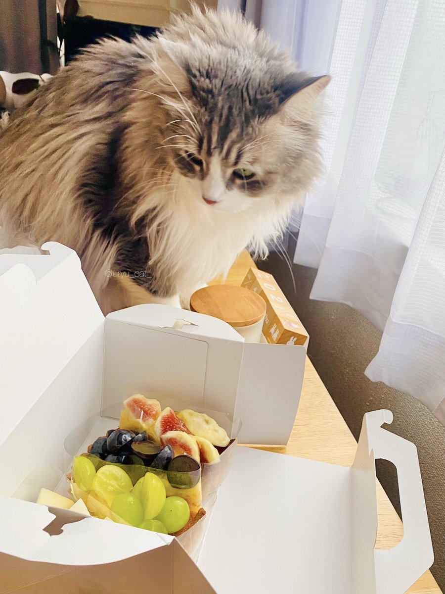 uryu_cat_'s tweet photo. ．

今日もお疲れ様でした🫐 https://t.co/9qE5Lgl1Ff