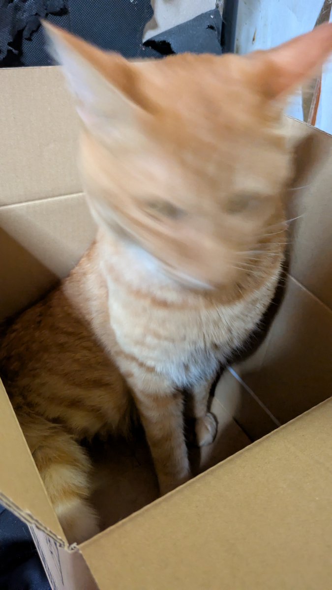 Mr_K0T0's tweet photo. ダンボールキャットを撮ろうとしたら動いてこうなったの図 https://t.co/vJnfpT68lZ