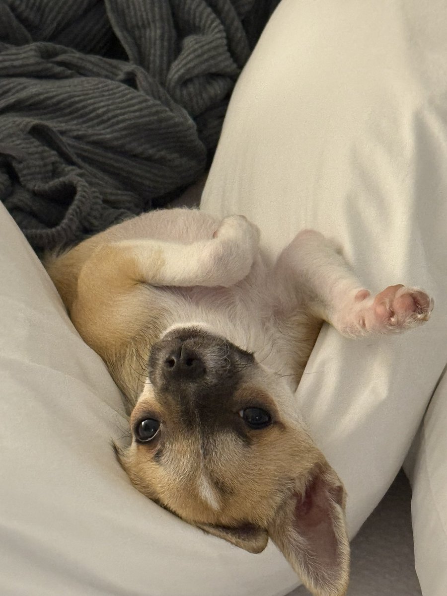 cutegummyworm's tweet photo. ay chihuahua https://t.co/I6GcjvnEtY