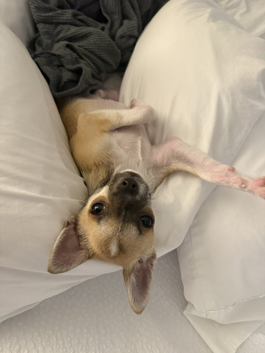 cutegummyworm's tweet photo. ay chihuahua https://t.co/I6GcjvnEtY