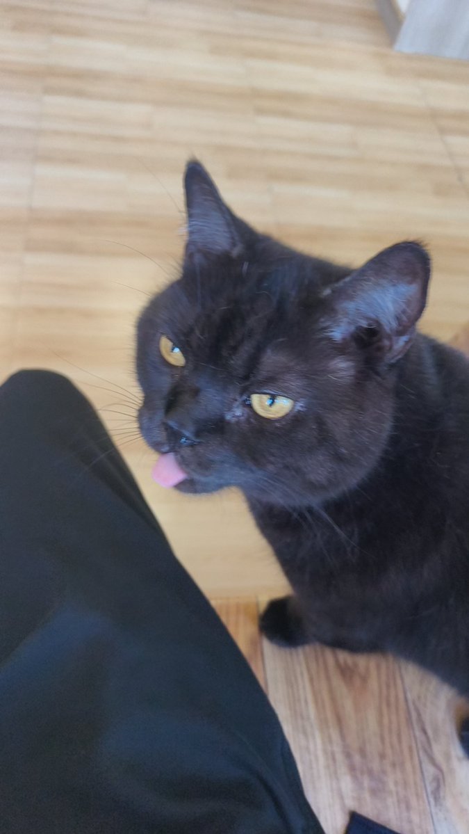 zlyo86's tweet photo. @keytailuni 我也有小黑猫😁😁😁 https://t.co/3KUcLRKpFG