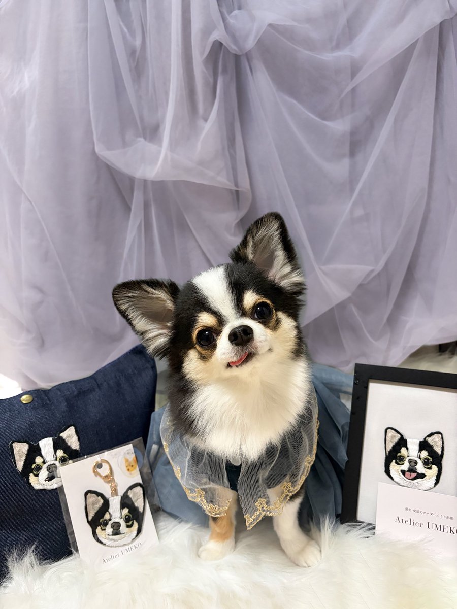 kawaii_nagaiki's tweet photo. 犬オタクの理想と現実 https://t.co/MXT0FcFGCU