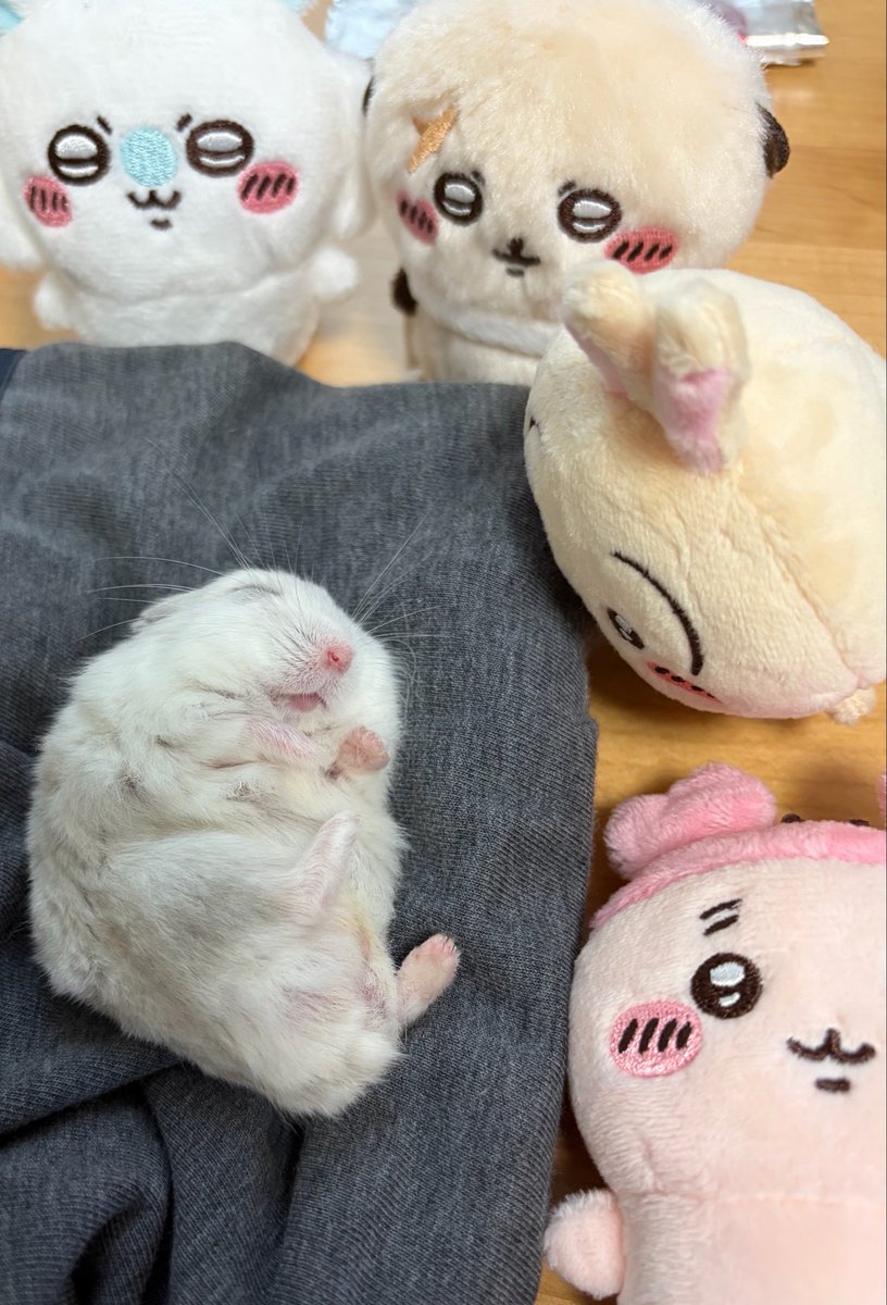 kedamaunchimaru's tweet photo. 赤ちゃん寝かしつけ部隊 https://t.co/uai6BUMrky