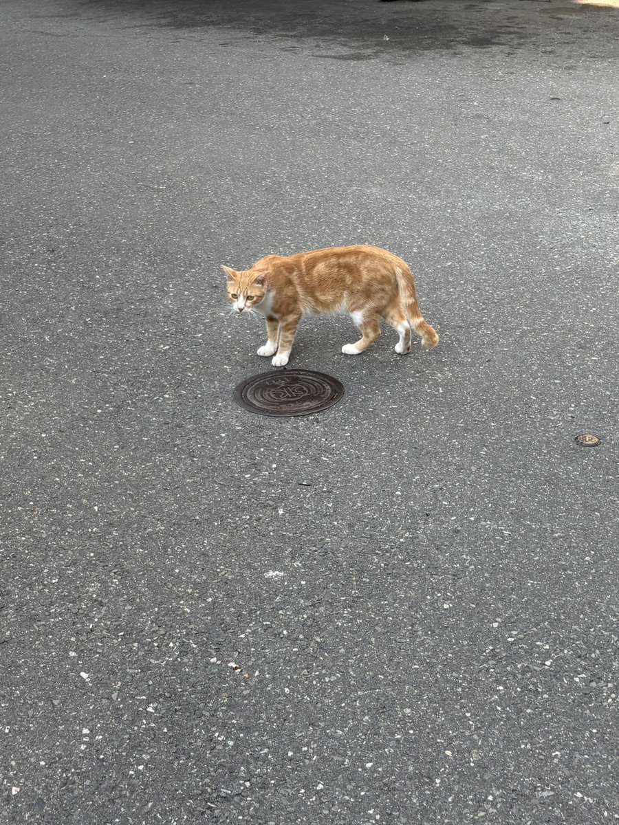 ekaangin's tweet photo. 알바끝끝👍👍
((글고 오늘아침에 알바하러 가는길에 고양이 봤어용ㅎㅎ🐱🐱)) https://t.co/8Xq4VvrwkH